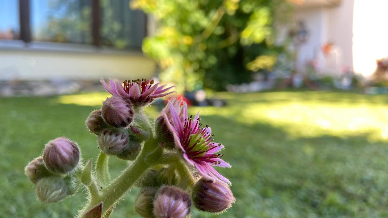 EXKLUSIVE WOHNUNG, TOP AUSGESTATTET in IDYL NATUR Bad Säckingen Exterior foto